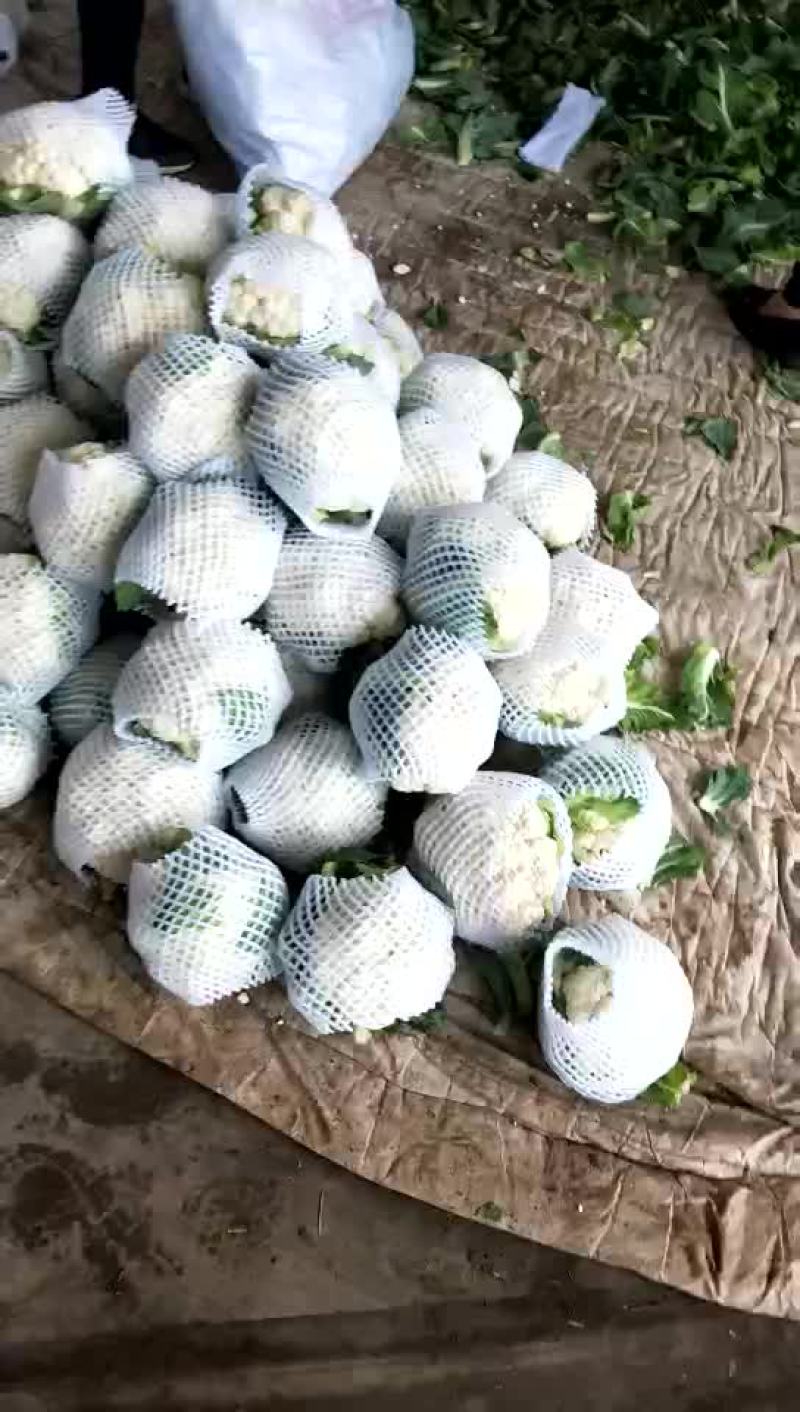 菜花散花2~3斤乳白