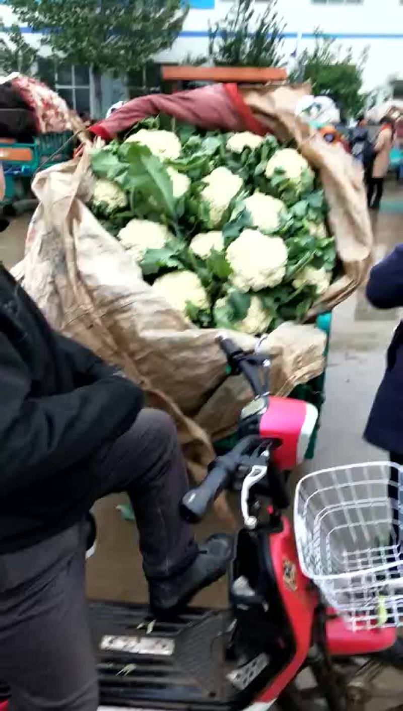 菜花散花2~3斤乳白