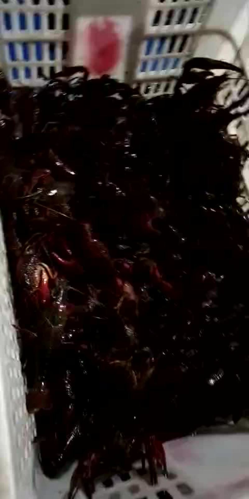 克氏原螯虾6-8钱（30-40克）活虾小龙虾主养
