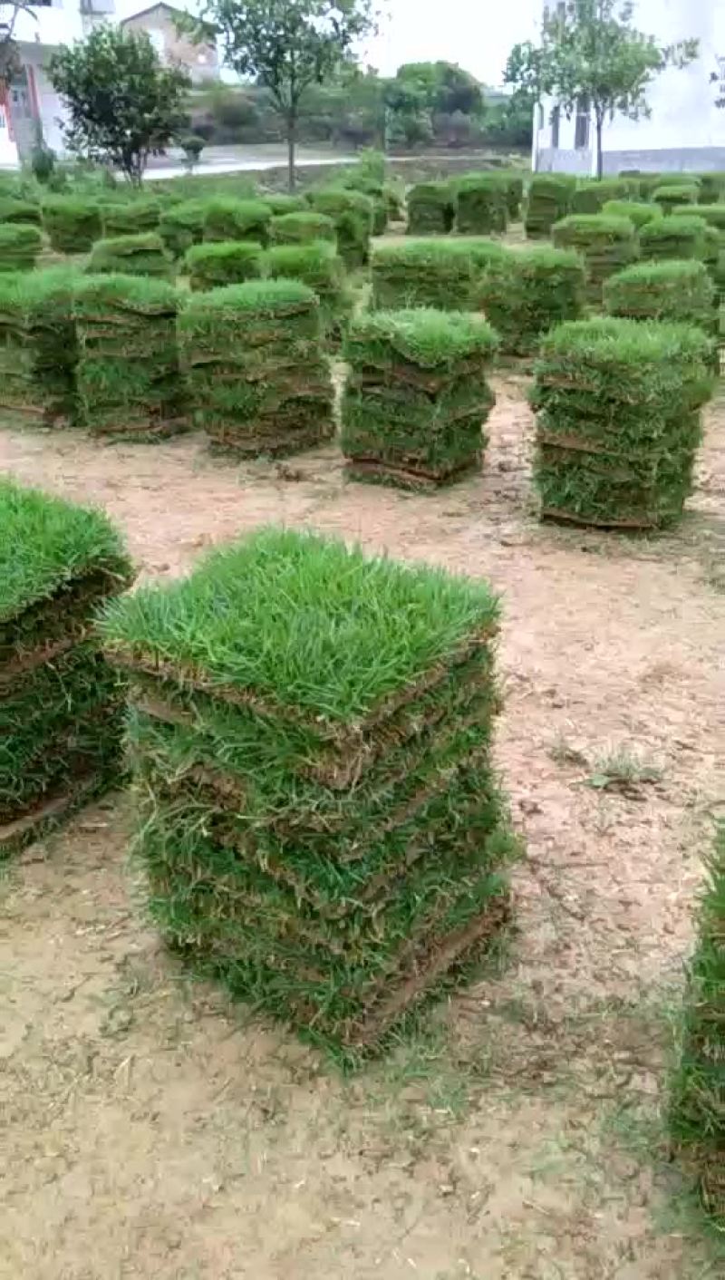 草皮