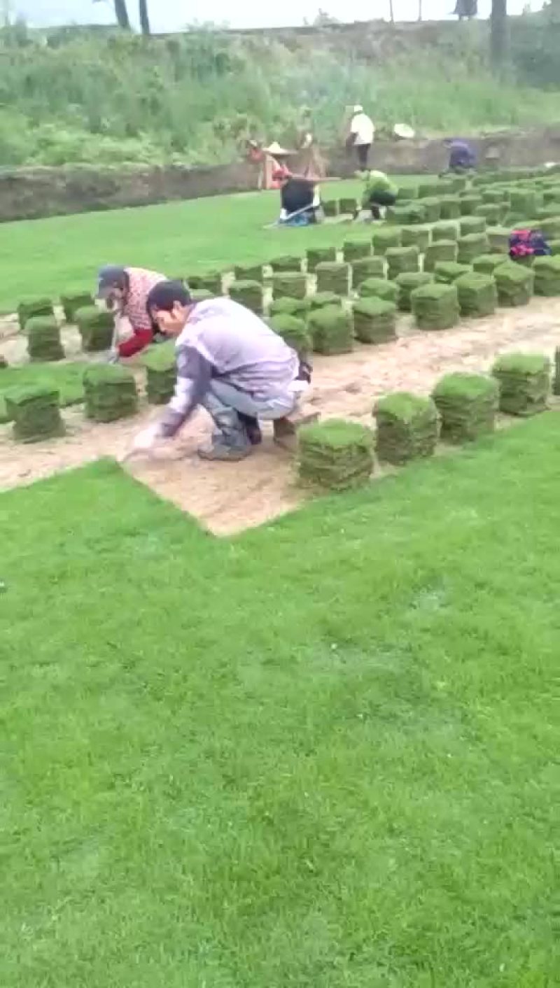 草皮