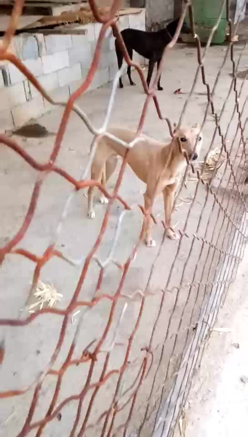 格力犬黑白全活，掐窝，上下车，回叼，盯灯，打场