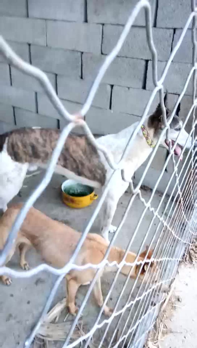 格力犬黑白全活，掐窝，上下车，回叼，盯灯，打场