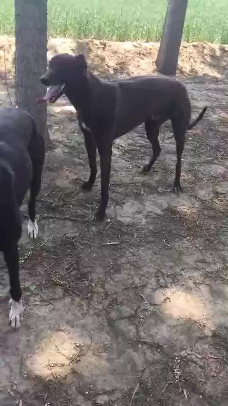 格力犬黑白全活，掐窝，上下车，回叼，盯灯，打场