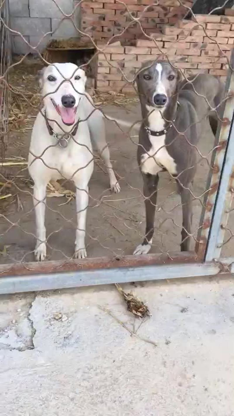 格力犬黑白全活，掐窝，上下车，回叼，盯灯，打场