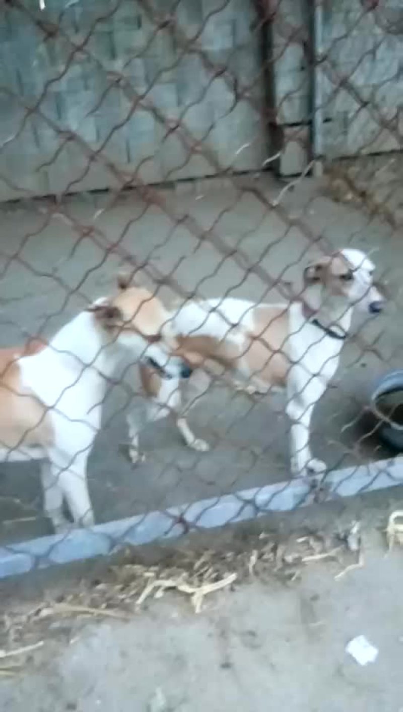 格力犬黑白全活，掐窝，上下车，回叼，盯灯，打场