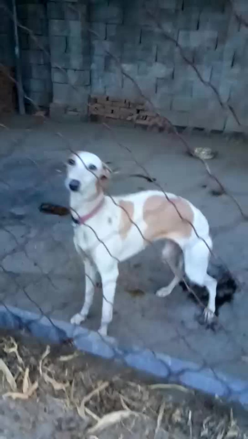 格力犬黑白全活，掐窝，上下车，回叼，盯灯，打场