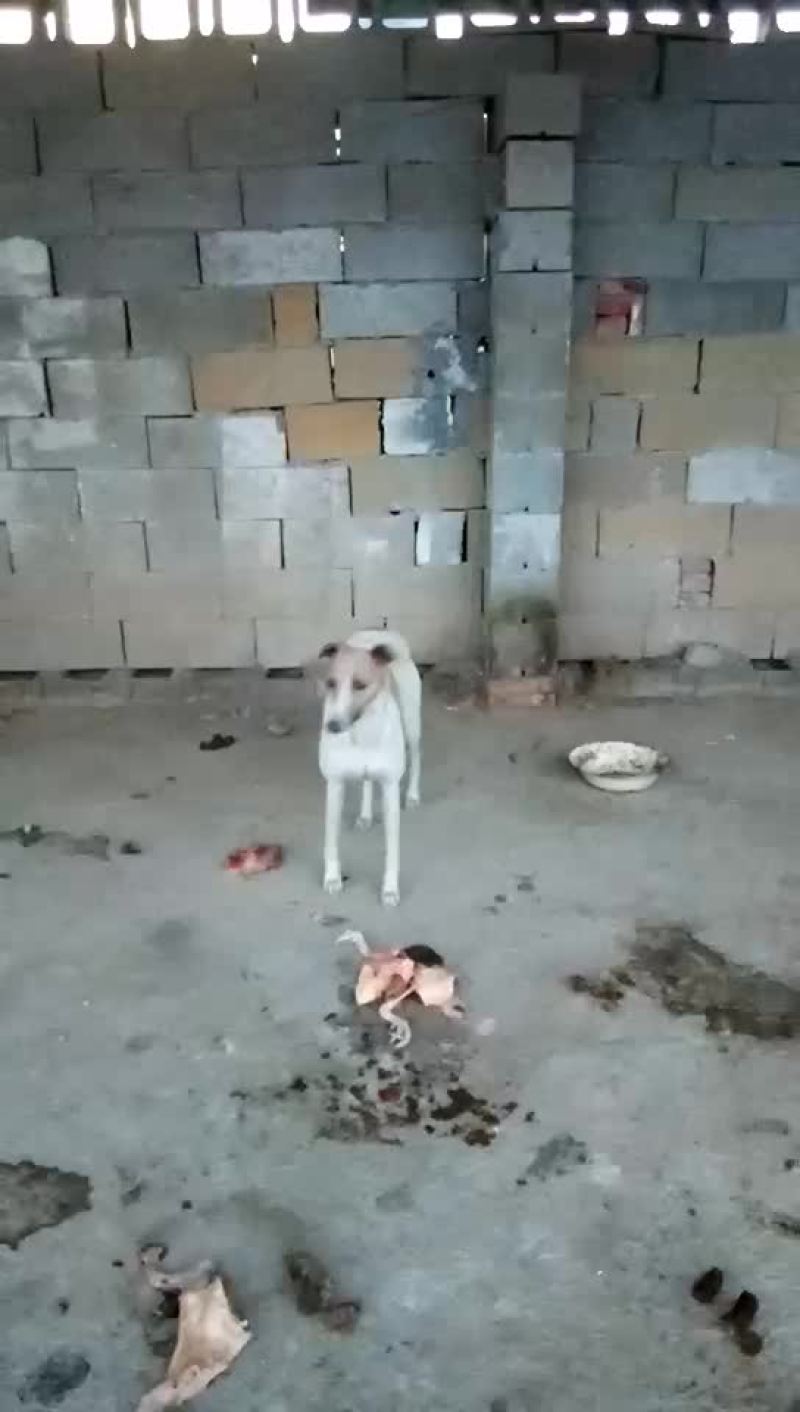 格力犬黑白全活，掐窝，上下车，回叼，盯灯，打场