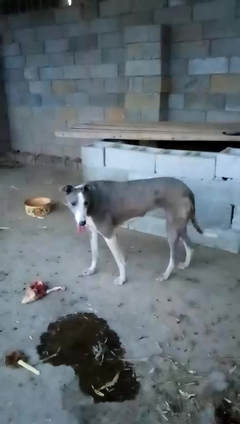格力犬黑白全活，掐窝，上下车，回叼，盯灯，打场
