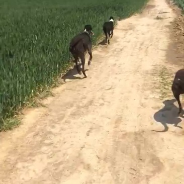 格力犬黑白全活，掐窝，上下车，回叼，盯灯，打场