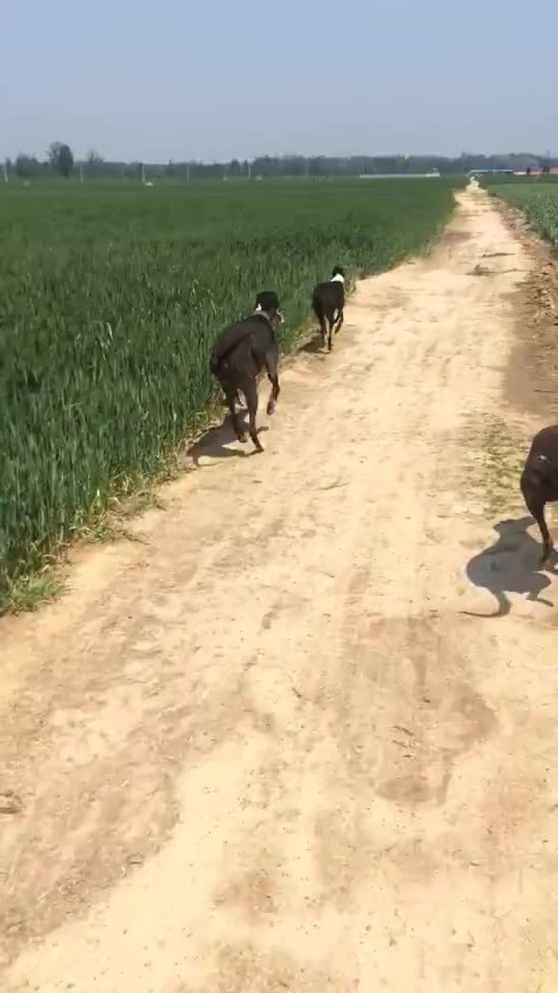 格力犬黑白全活，掐窝，上下车，回叼，盯灯，打场