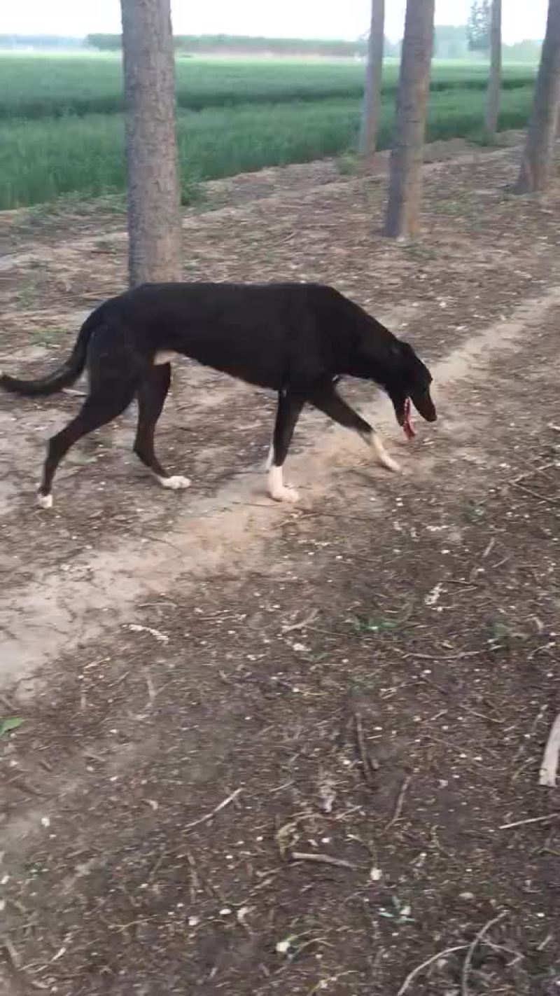 格力犬黑白全活，掐窝，上下车，回叼，盯灯，打场