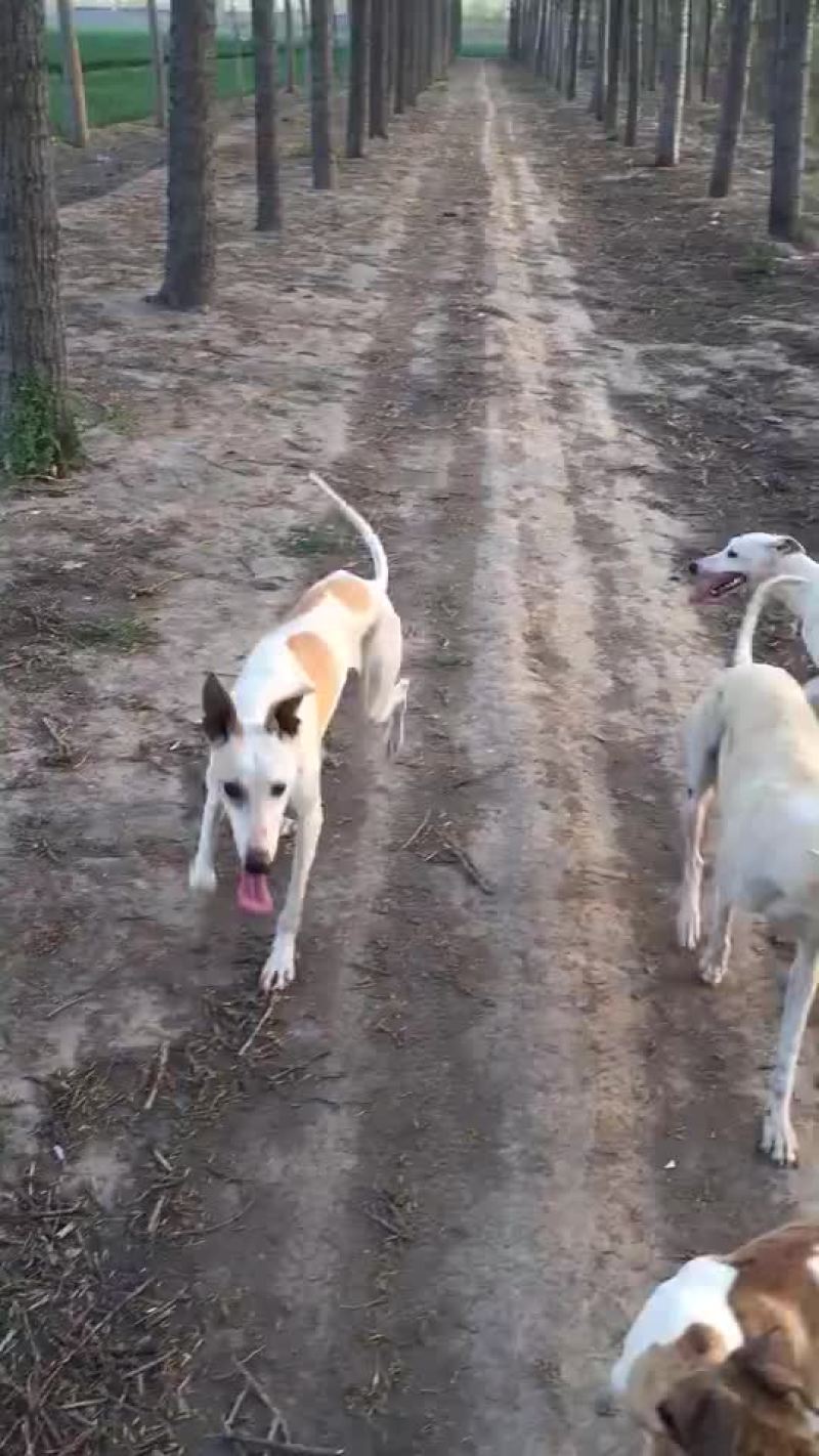 格力犬黑白全活，掐窝，上下车，回叼，盯灯，打场