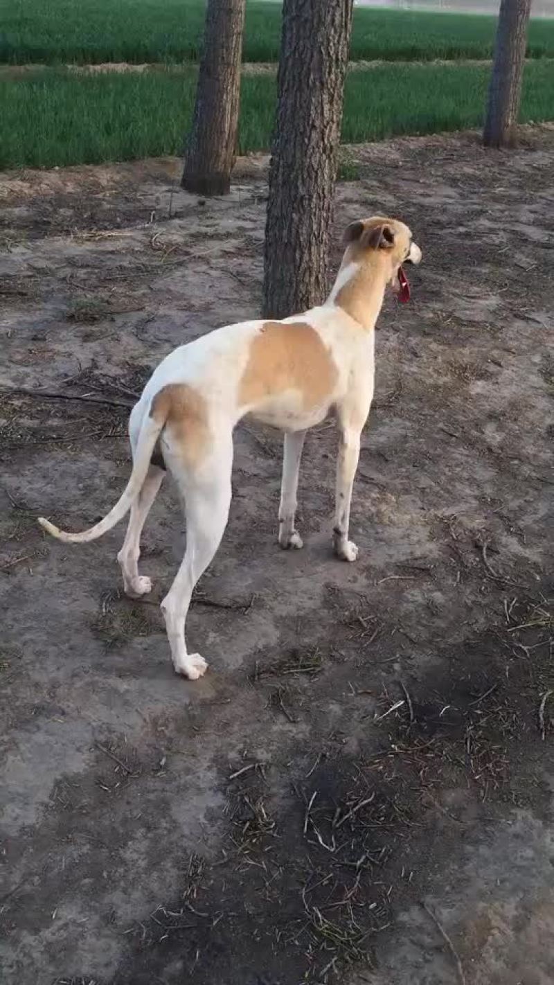 格力犬黑白全活，掐窝，上下车，回叼，盯灯，打场