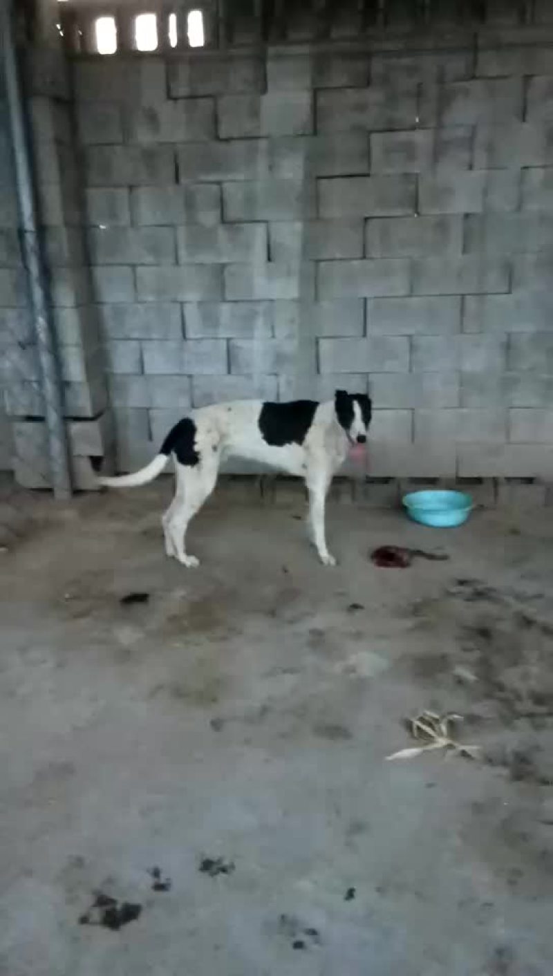 格力犬黑白全活，掐窝，上下车，回叼，盯灯，打场