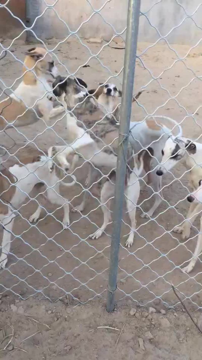 格力犬黑白全活，掐窝，上下车，回叼，盯灯，打场