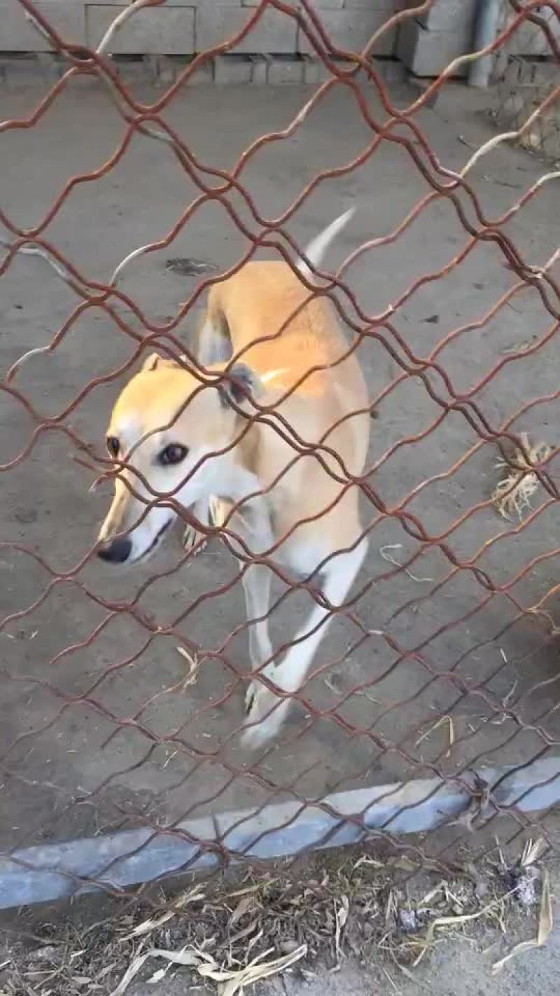 格力犬黑白全活，掐窝，上下车，回叼，盯灯，打场