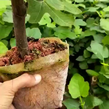 波姬红无花果苗10~20cm