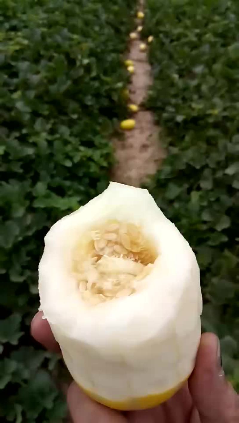 香瓜1斤以上