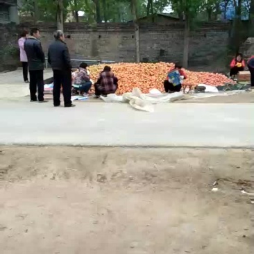 硬粉西红柿个头大，颜色亮，胡二以上。欢迎新老顾客来