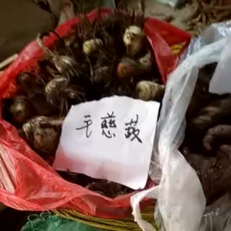 大蓟