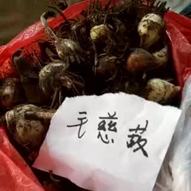 大蓟