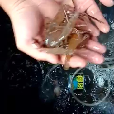 河虾活虾26~30只/kg