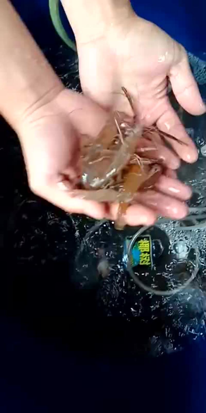 河虾活虾26~30只/kg
