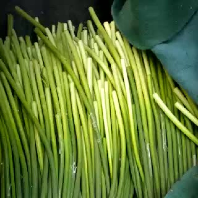 苍山蒜薹精品60~70cm