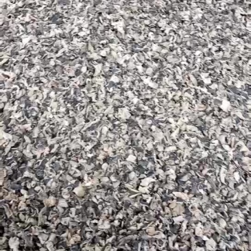 木耳纯正东北木耳