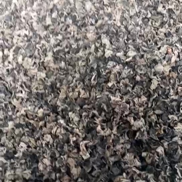 黑木耳特级