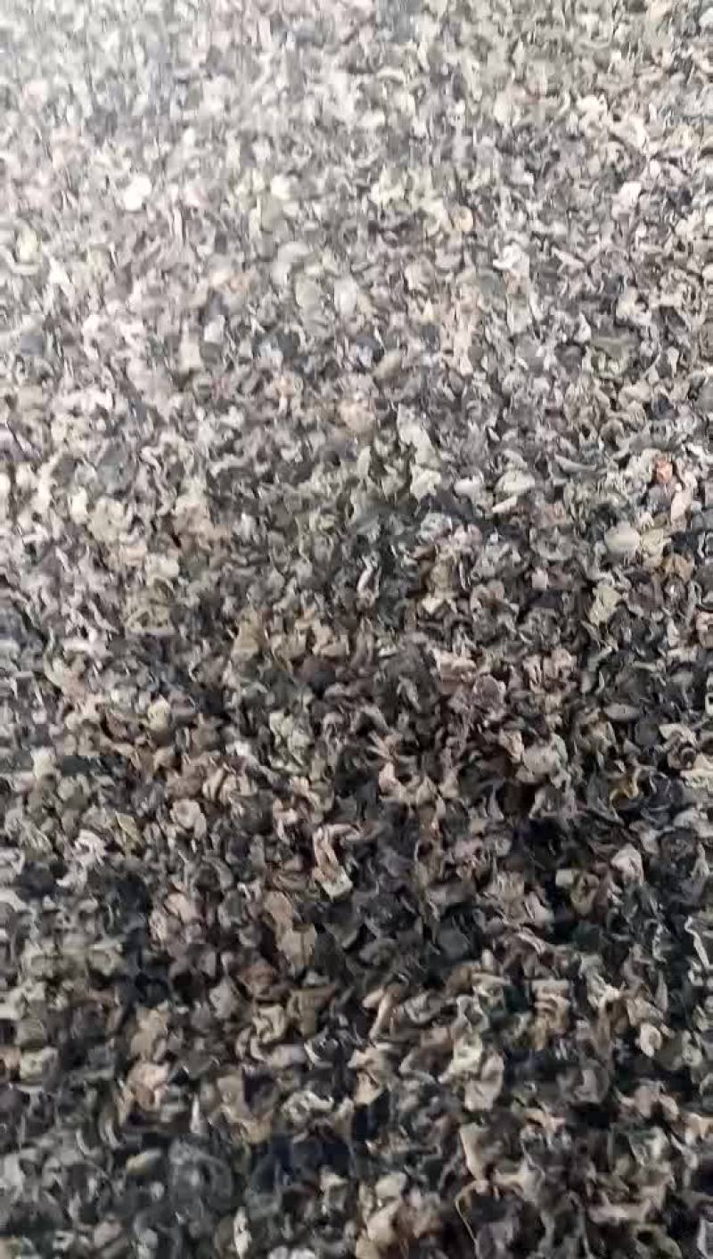 黑木耳特级