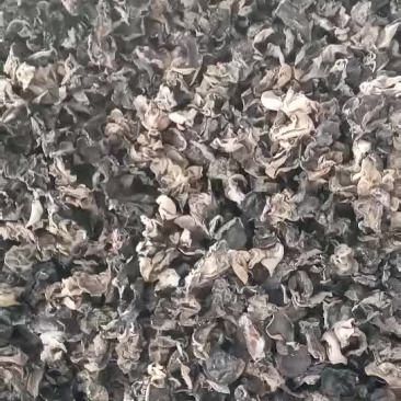 秋木耳特级
