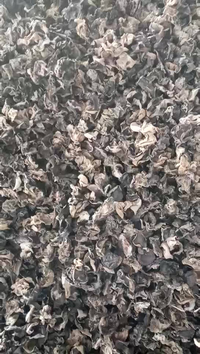 秋木耳特级