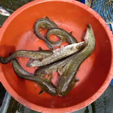 鲶鱼
