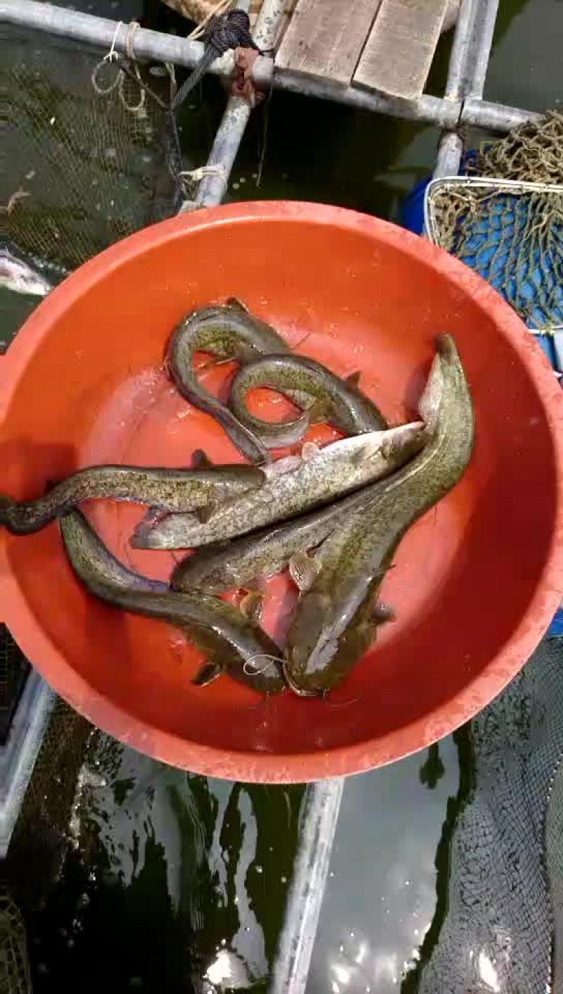 鲶鱼