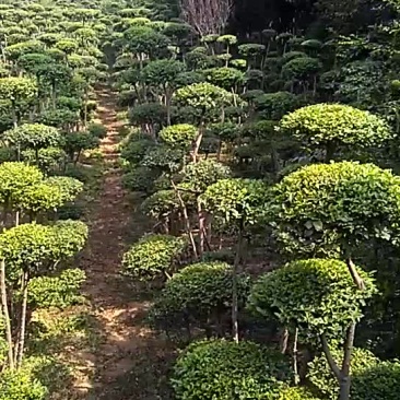 造型树