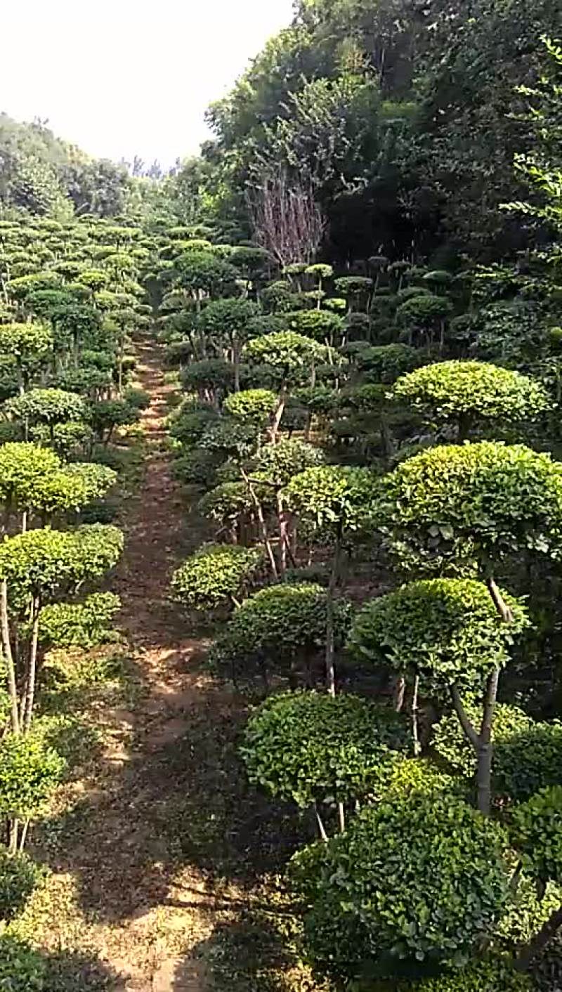 造型树