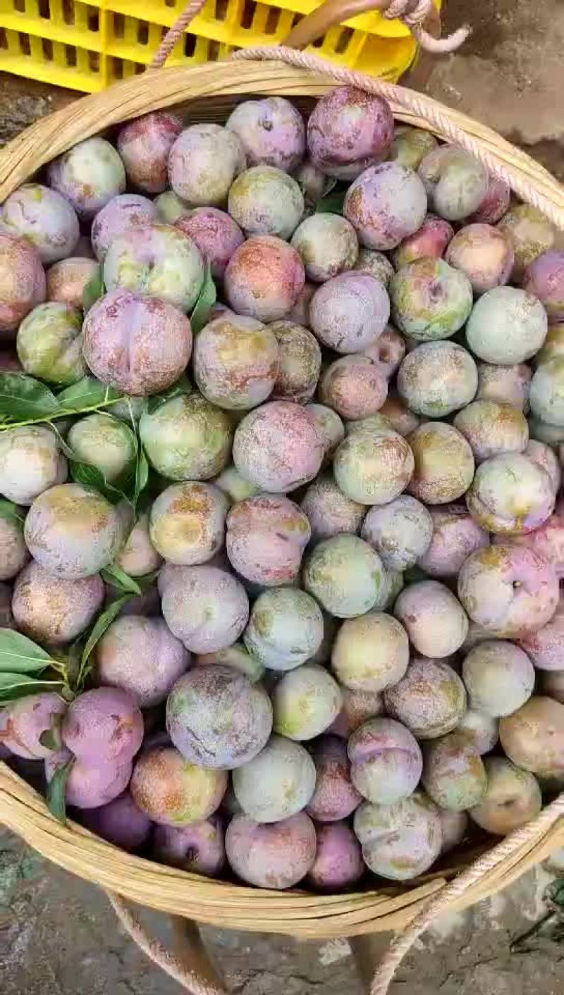 靓三华李，新鲜