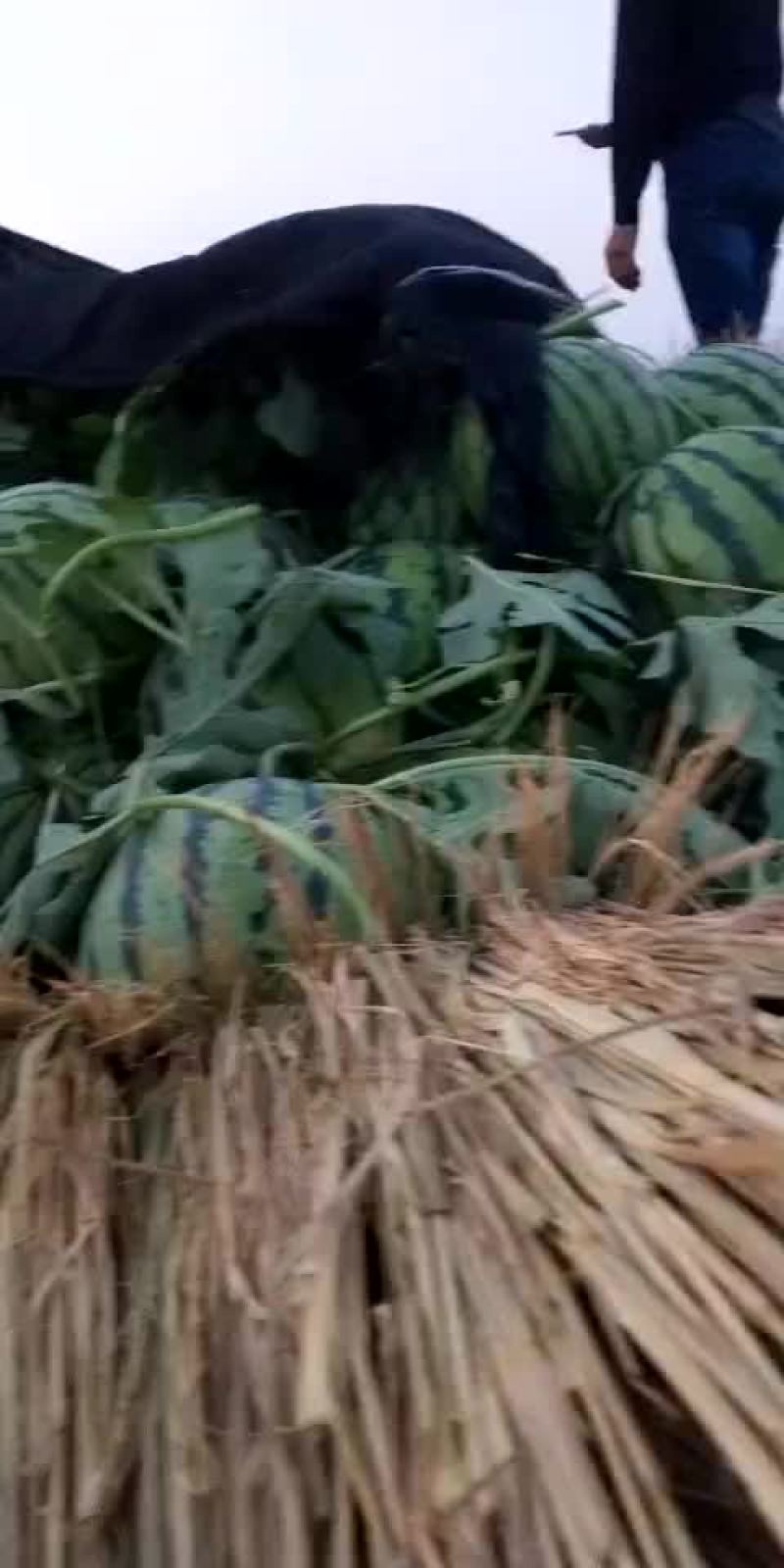 西瓜5斤打底8成熟1茬