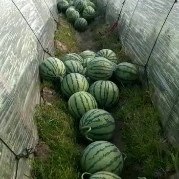 西瓜5斤打底8成熟1茬