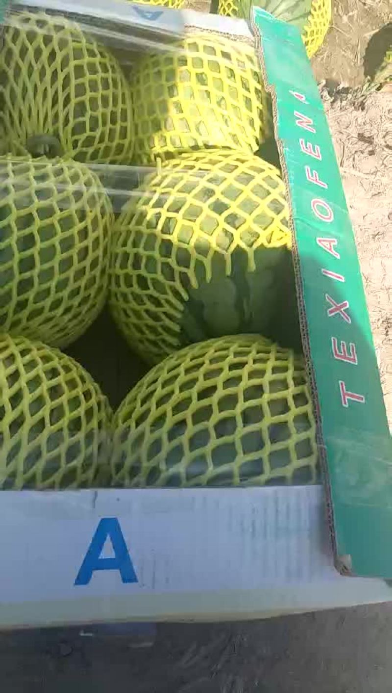 西瓜5斤打底8成熟1茬