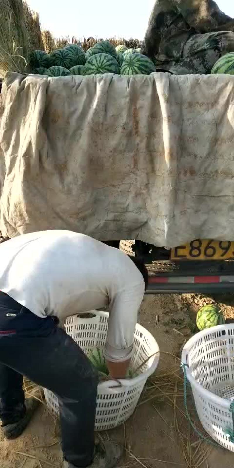 西瓜5斤打底8成熟1茬