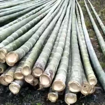 楠竹三到十年的老竹