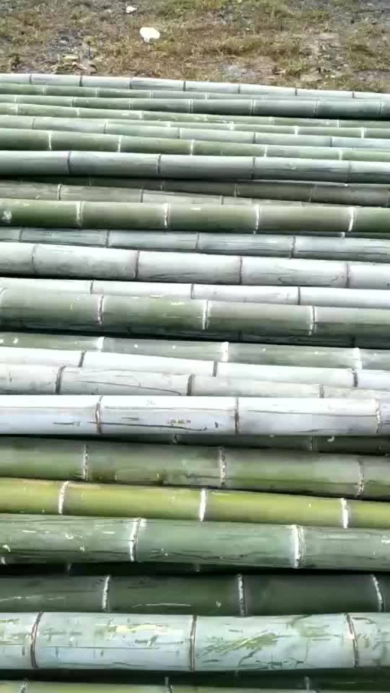 楠竹三到十年的老竹
