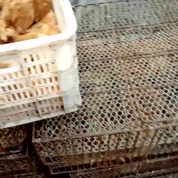 优质三黄鸡鸡苗6月以下大量上市诚信经营品种齐全一条龙服务