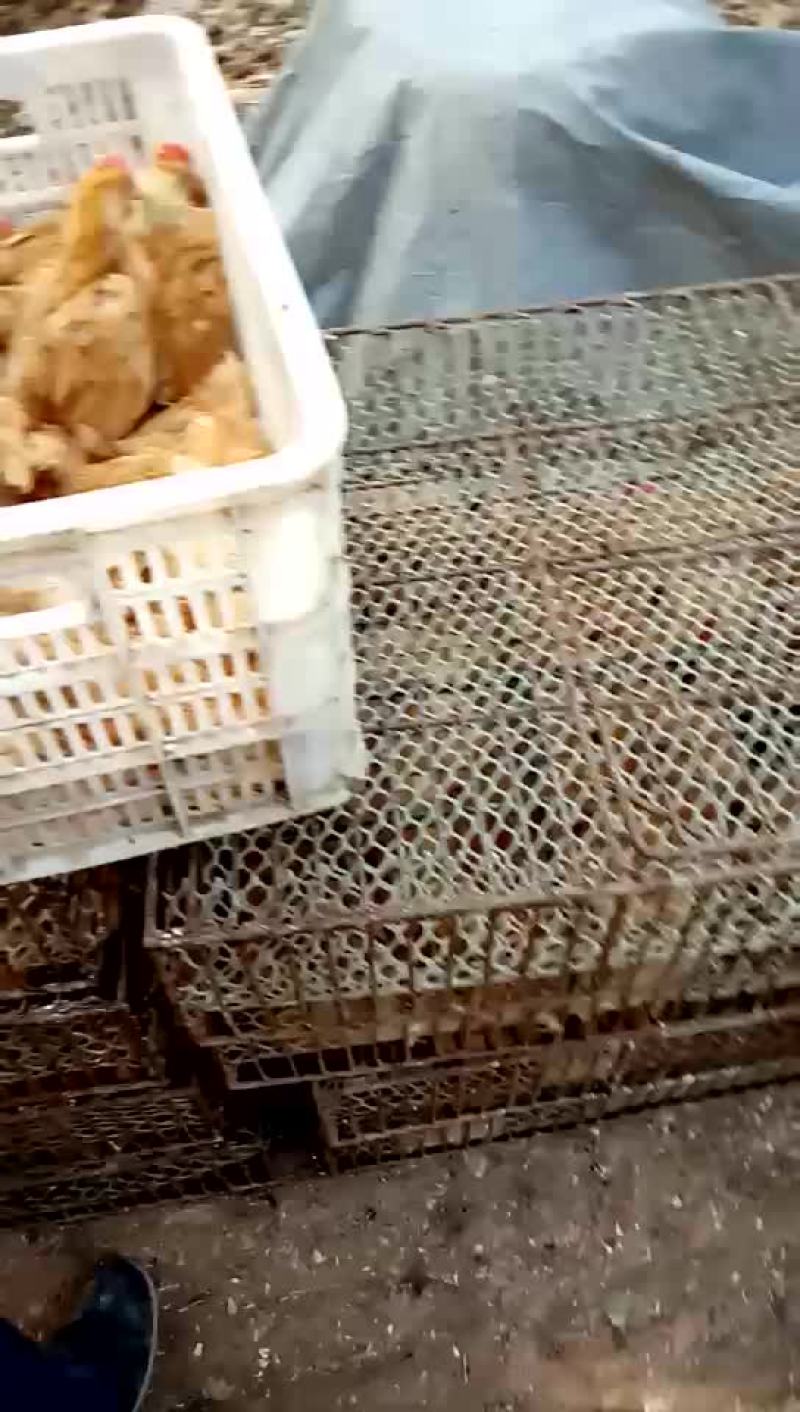 优质三黄鸡鸡苗6月以下大量上市诚信经营品种齐全一条龙服务