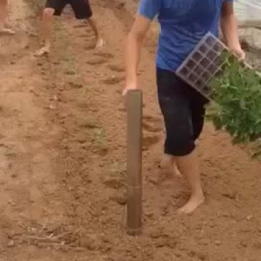 多功能移栽机单垄单行