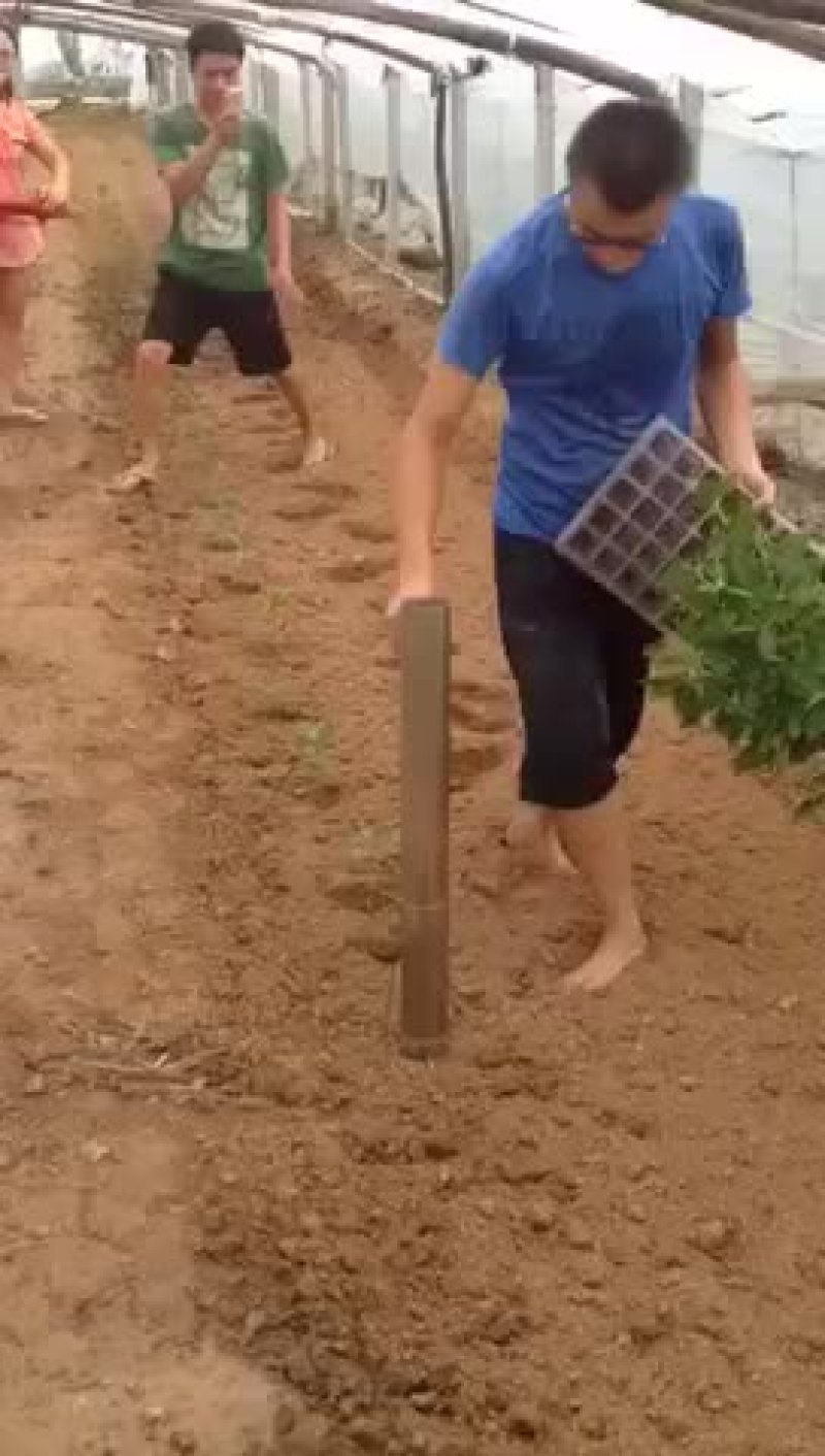 多功能移栽机单垄单行