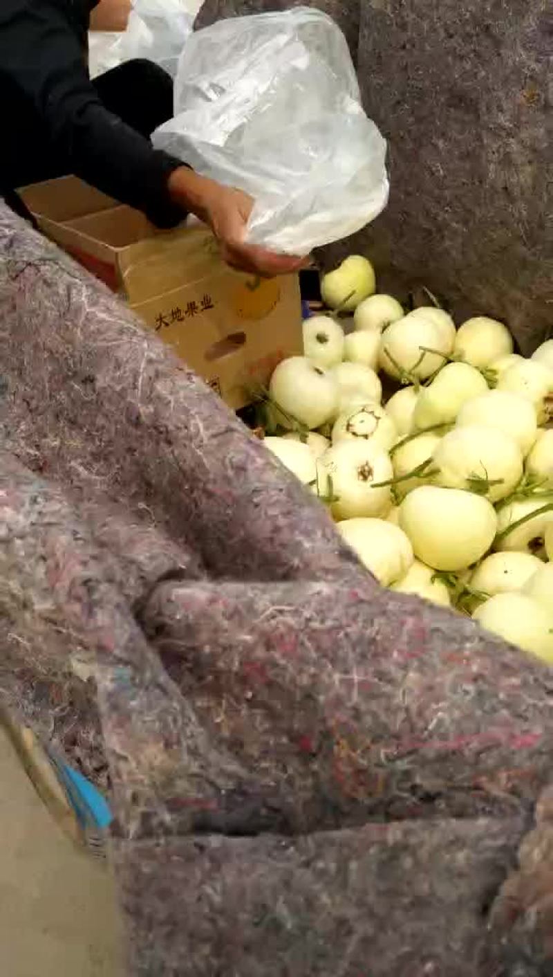甜瓜统货0.3斤以上